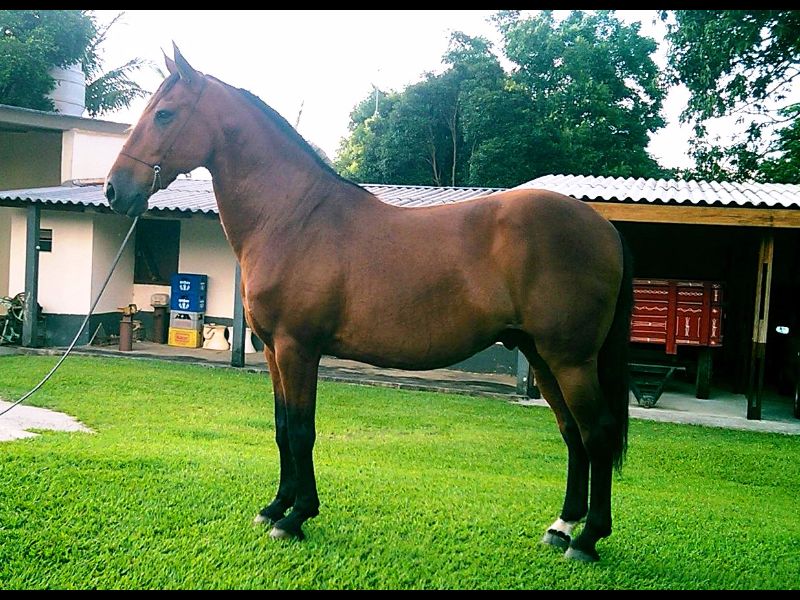 ALAZÃO