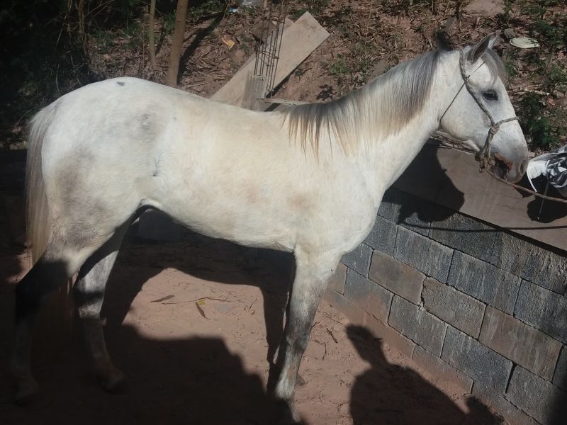 BRINQUEDO
