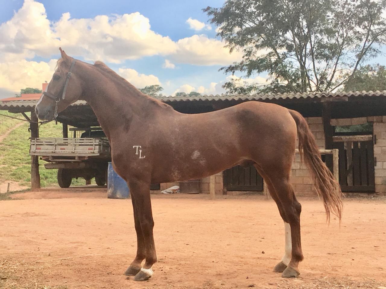 CAVALO MANGALARGA