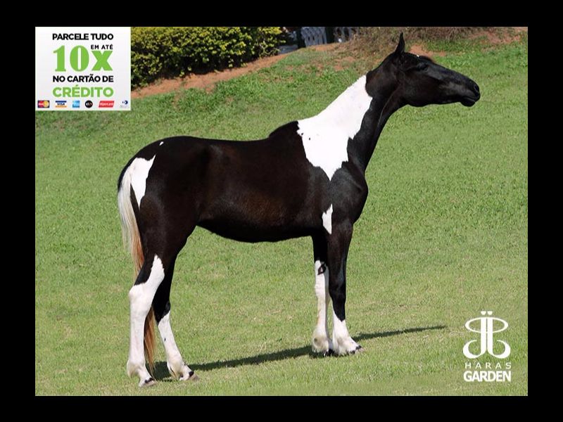 CHARLOTE DO ITAIM 