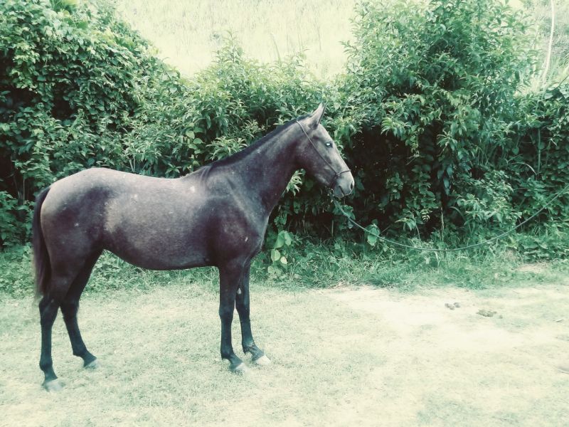 CANDIDATA DO TUCUNARÉ