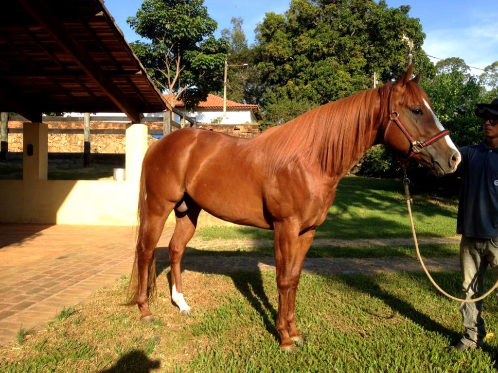 GARANHÃO QUARTO DE MILHA A VENDA