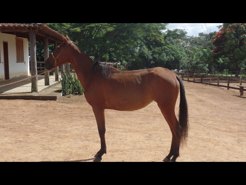 AÇUCENA DO CHIMBICA