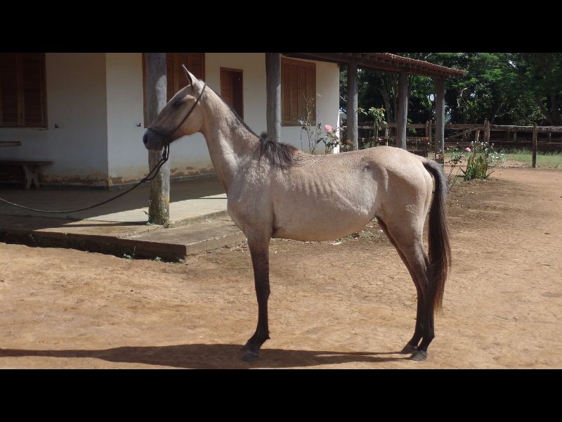 BRAUNA DO CHIMBICA