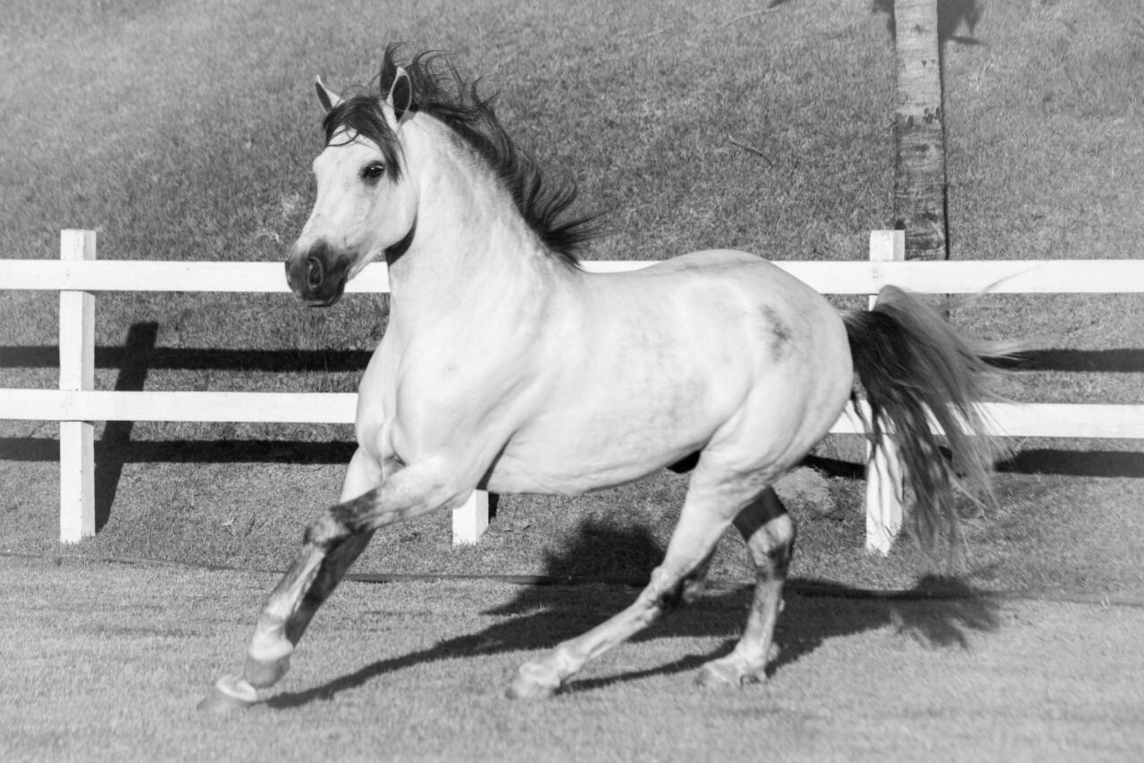 MAXIMUS DE MARIPA
