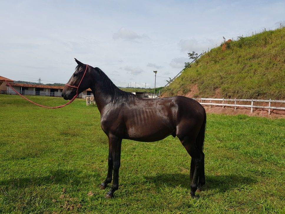 POTRO 2,5 ANOS MARCHADOR