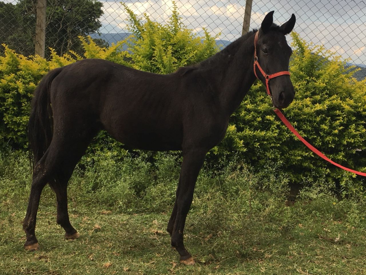 ZEUS 