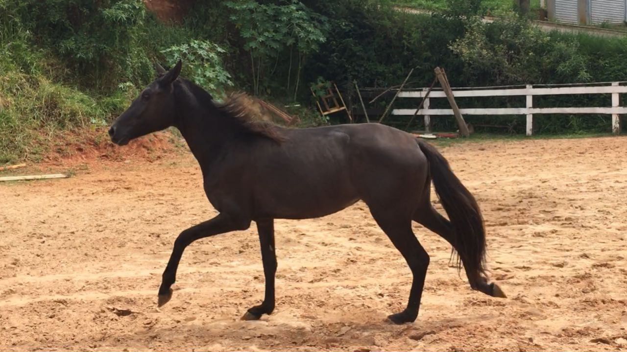 HARMONIA HARAS FN