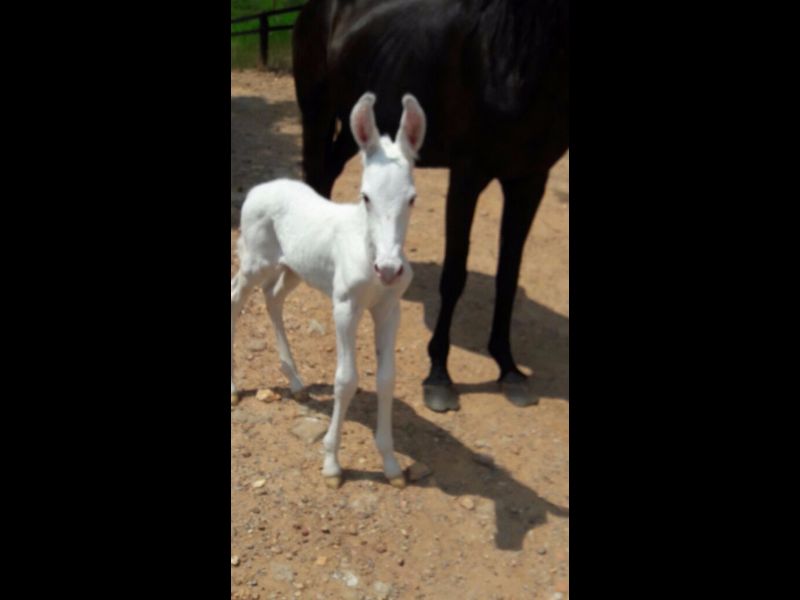 BURRO BRANCO LINDO