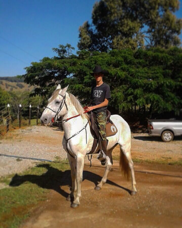 CAVALO CASTRADO MARCHA BATIDA TORDILHO