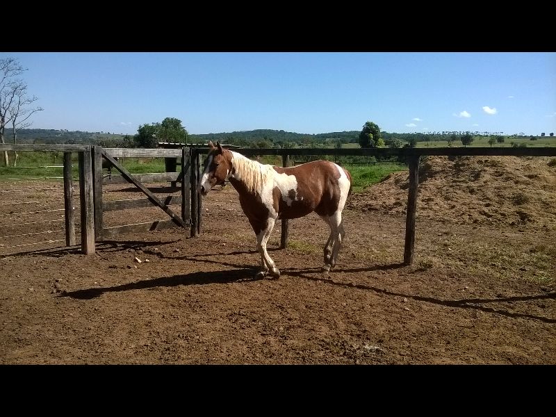 POTRO PAMPA