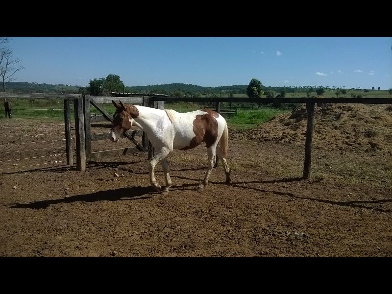 POTRO PAMPA (1A7M)