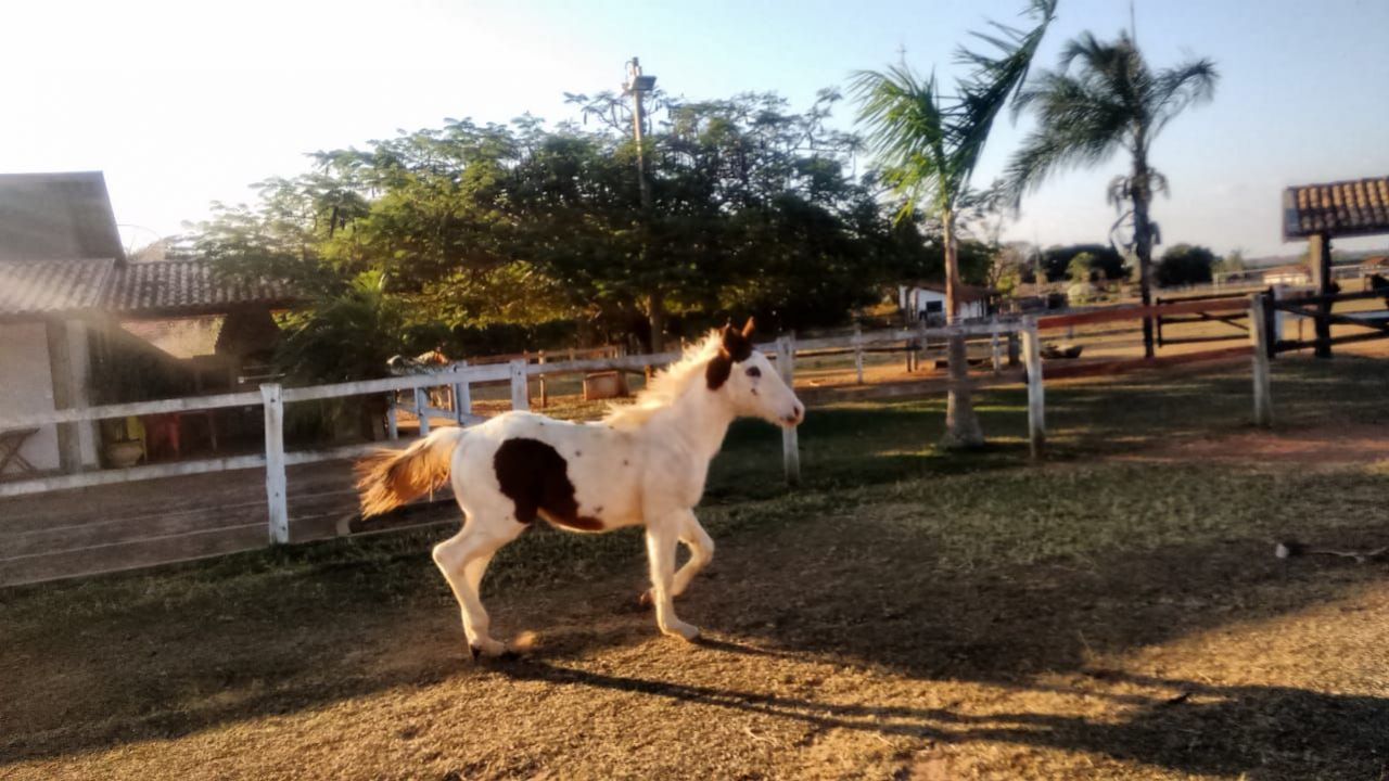 POTRO PAINT HORSE