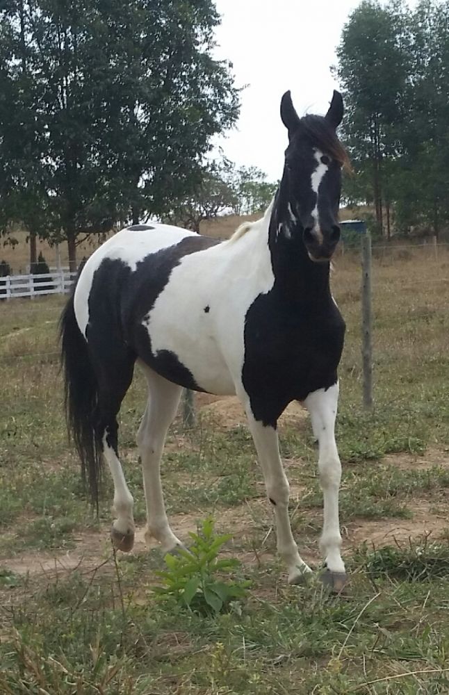 EGUA MANGALARGA PAMPA DE PRETO "OPORTUNI