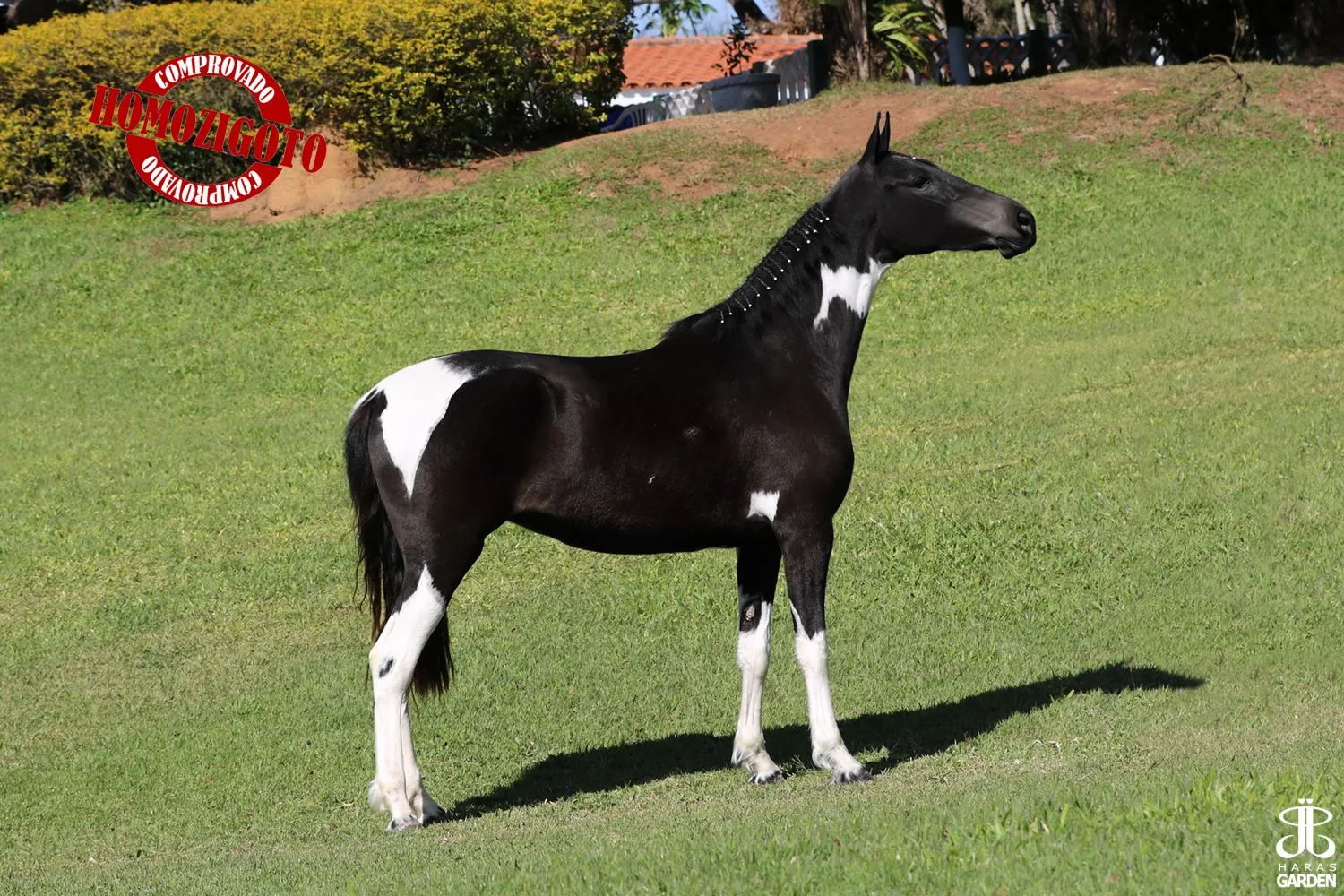 FLORÊNCIA DO CAL - HOMOZIGOTA