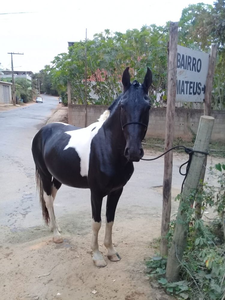 CAVALO MANGALARGA MACHADOR 