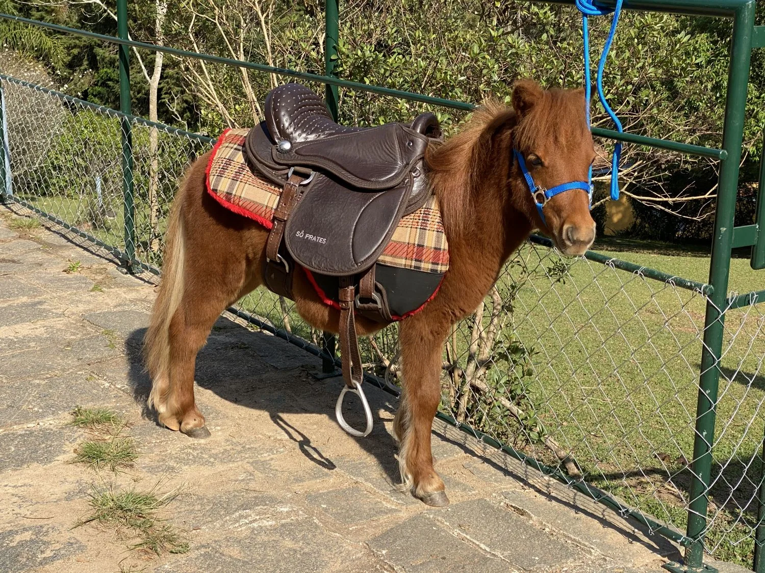 LINDO MINI HORSE REGISTRADO