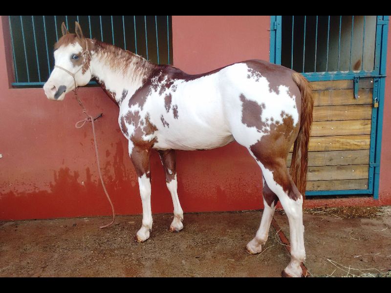 EQUICENTER DREAM OF SUMMER