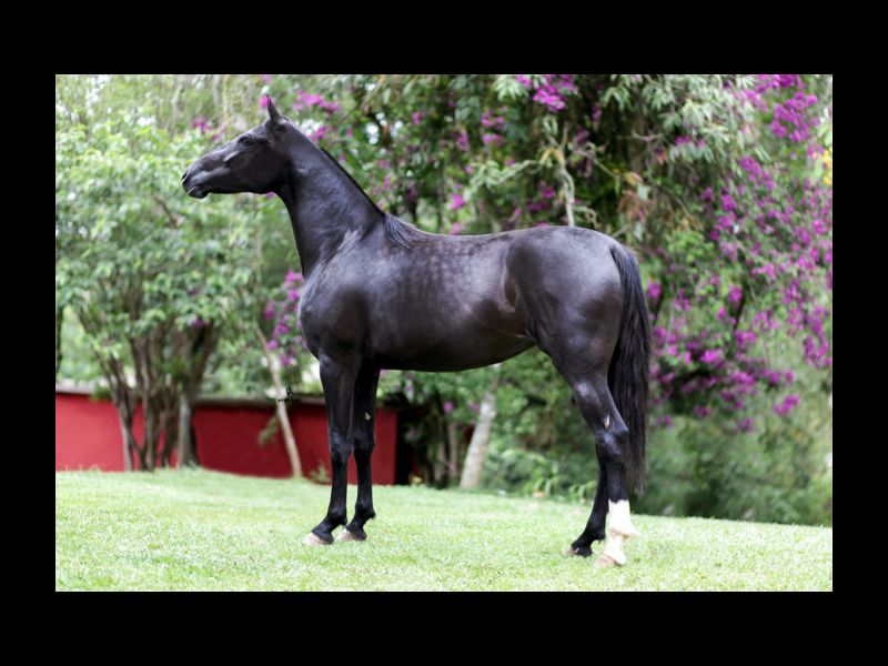 XANTIA DA NORMA