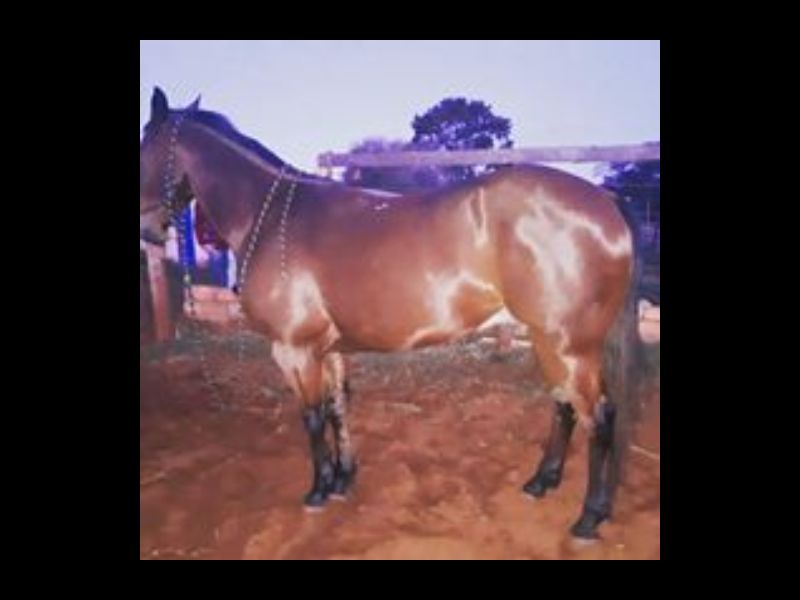 COIOTE DEE OLENA 