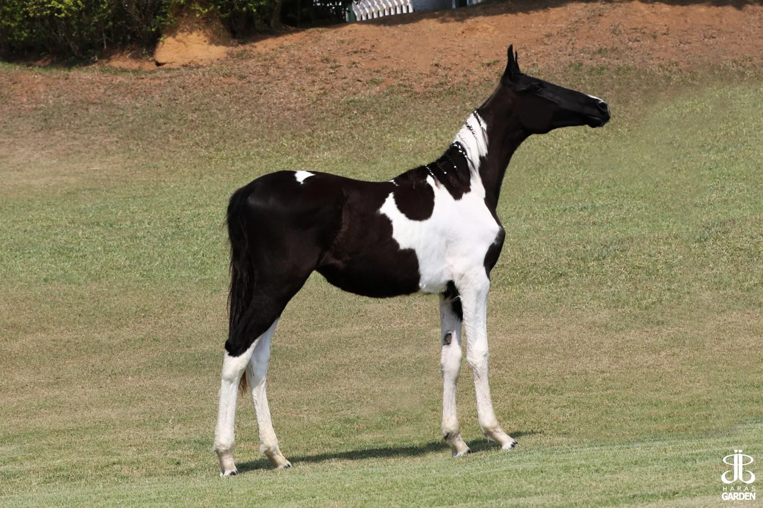 XIMANGO R.M. (T.E.)