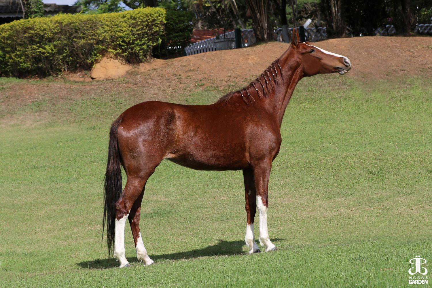 ESTRELA CAMPO ALEGRE
