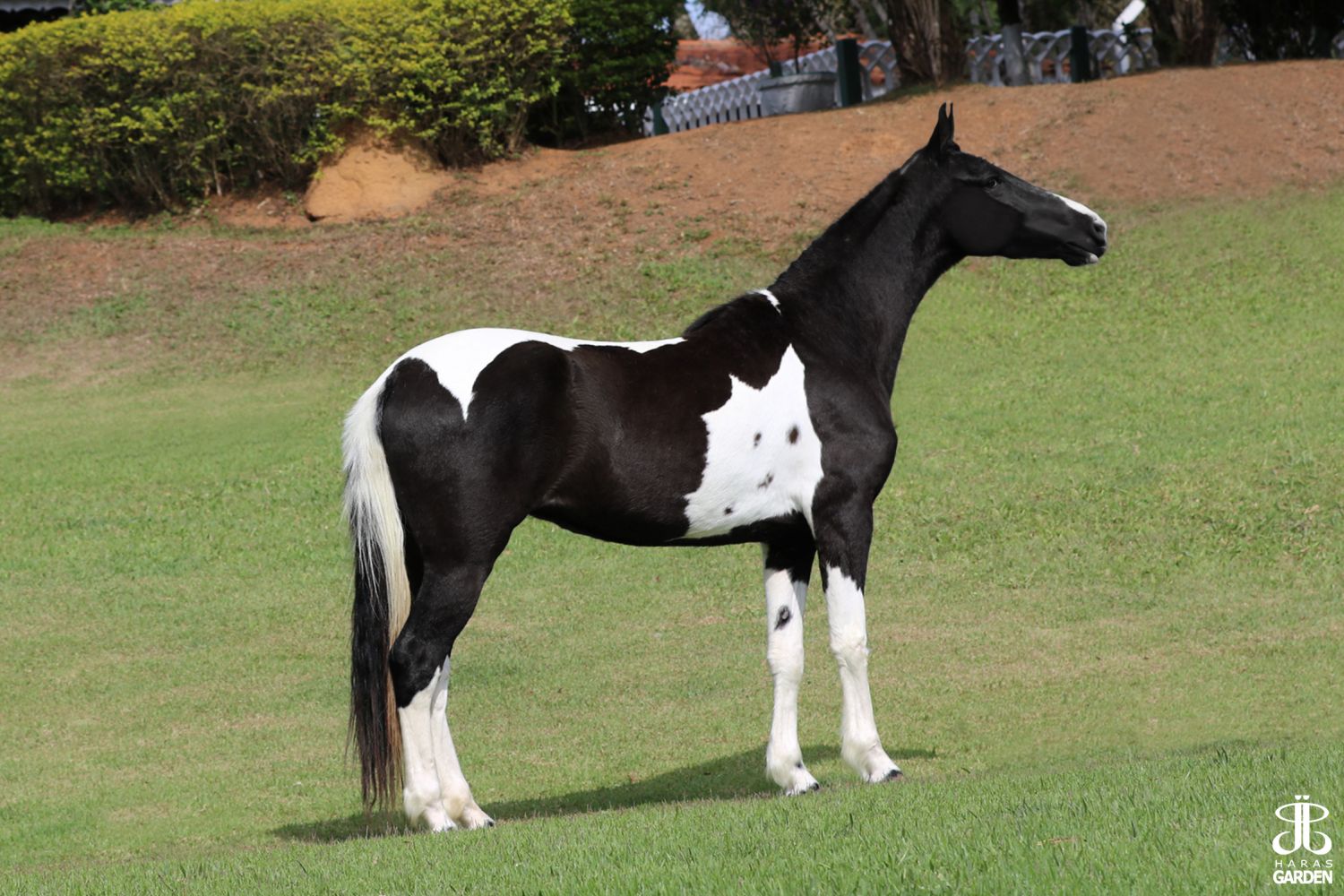 ANDYARA QUATRO LAGOAS
