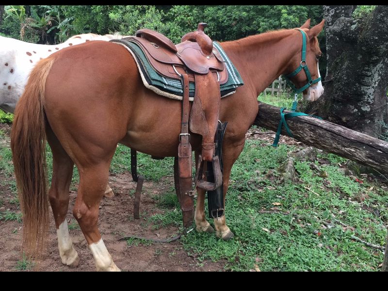 DON QUIXOTE PPC