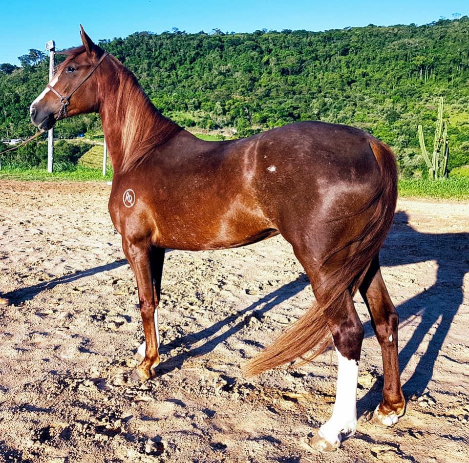 CLEÓPATRA AOR