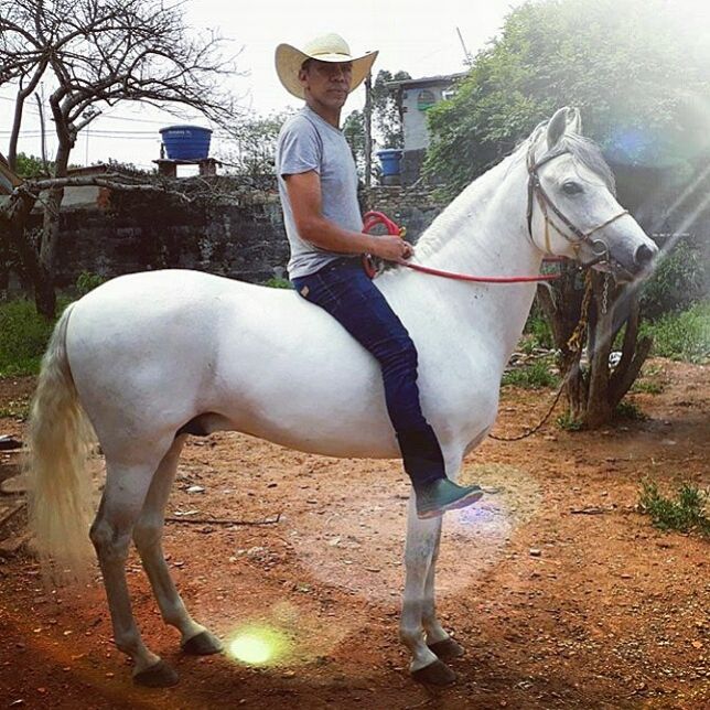 CAMAROTE O.V