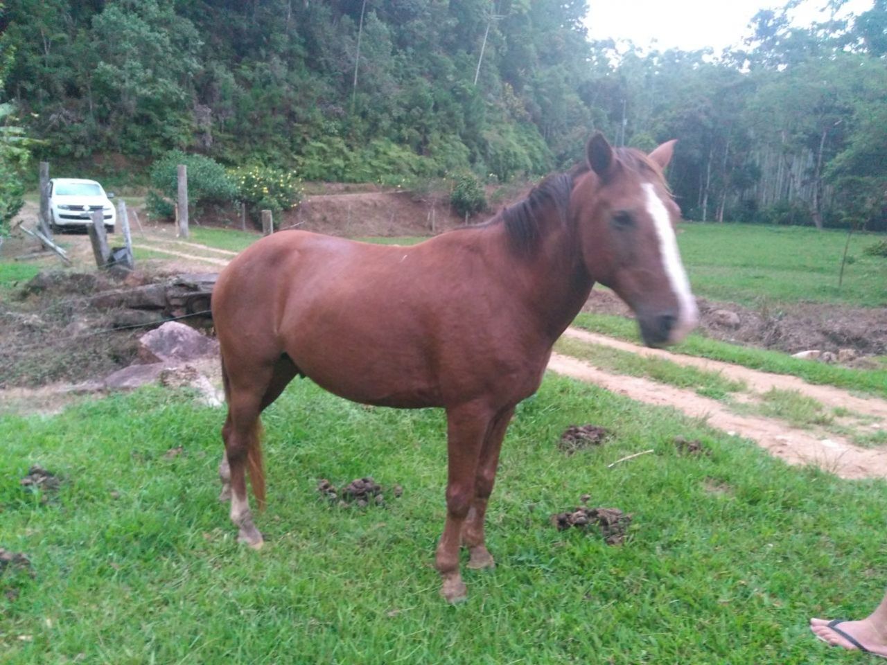 CAVALO CRIOULO