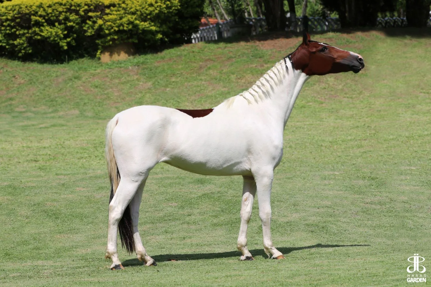 JASSA DO JAO