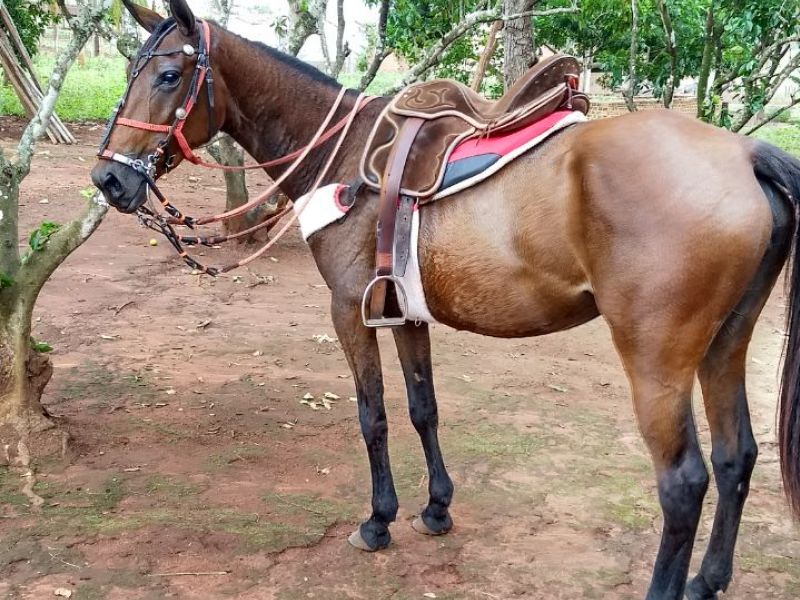 ATREVIDA