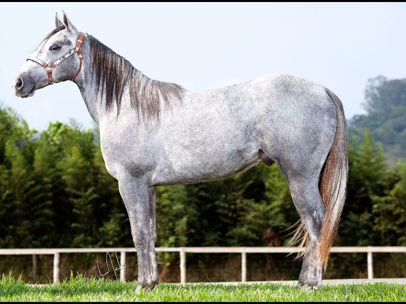 FISHERS DASH X TRES SEIS