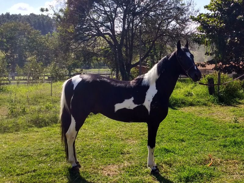 MISTÉRIO OBC