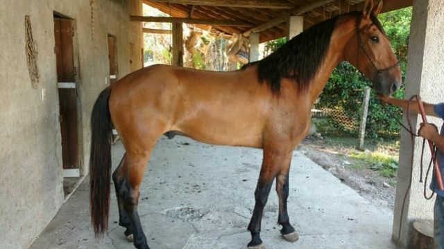CAVALO CAMPOLINA MARCHADOR PURO (PO)
