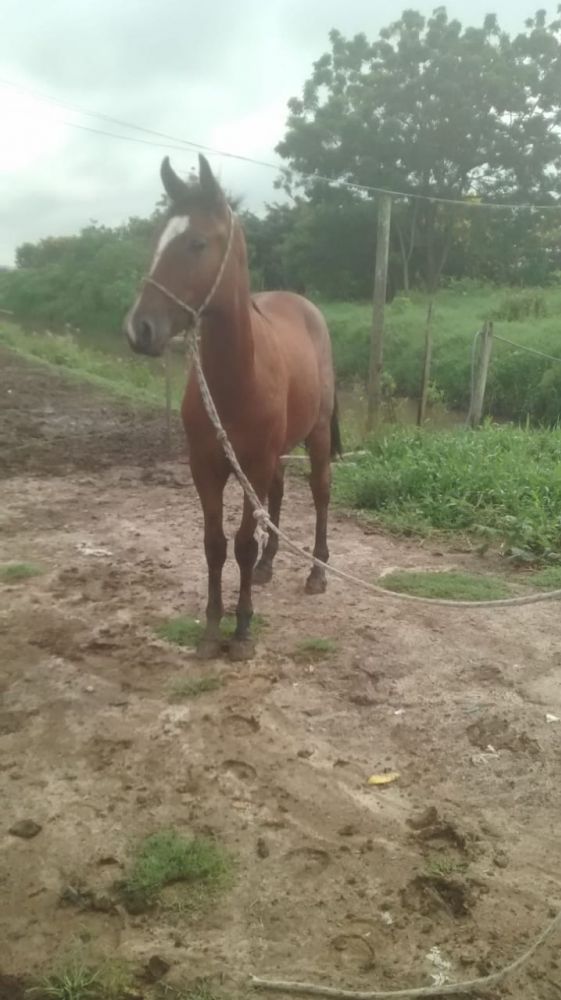 CAVALO CRIOULO