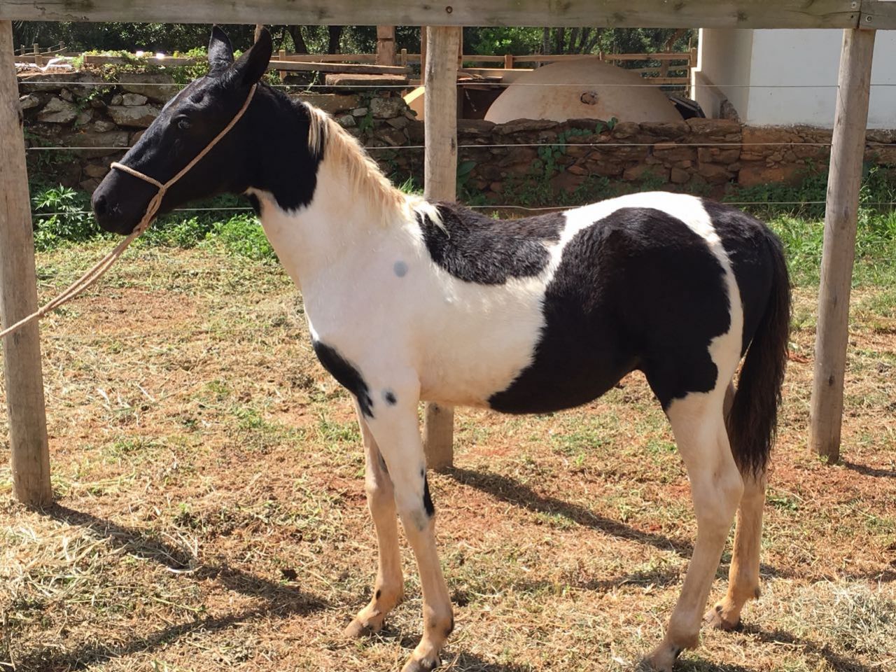 VENDA DE ANIMAL 