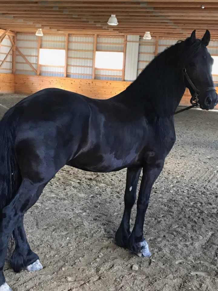 CAVALO FRÍSIO