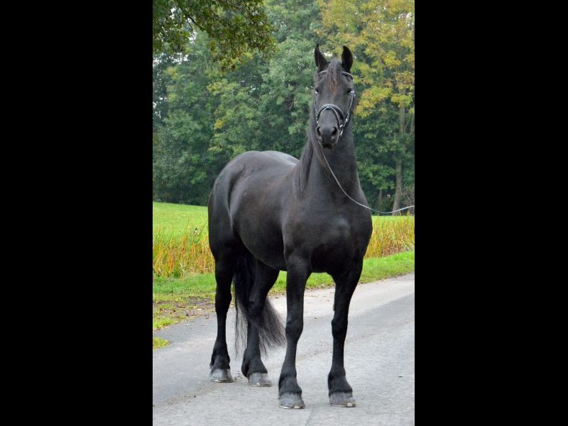 EGUA FRIESIAN IMPORTADA