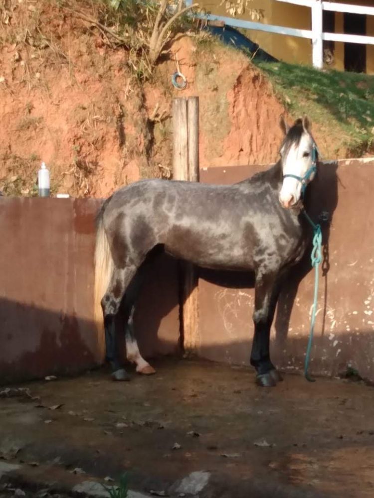 MELODIA