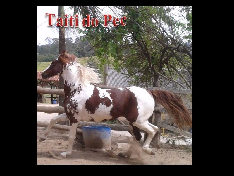 TAITI DO PEC