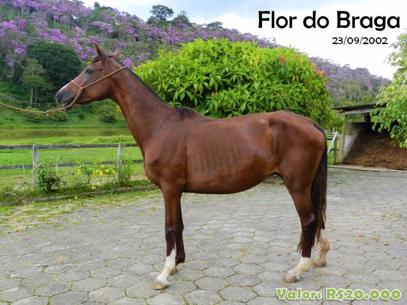 FLOR DO BRAGA