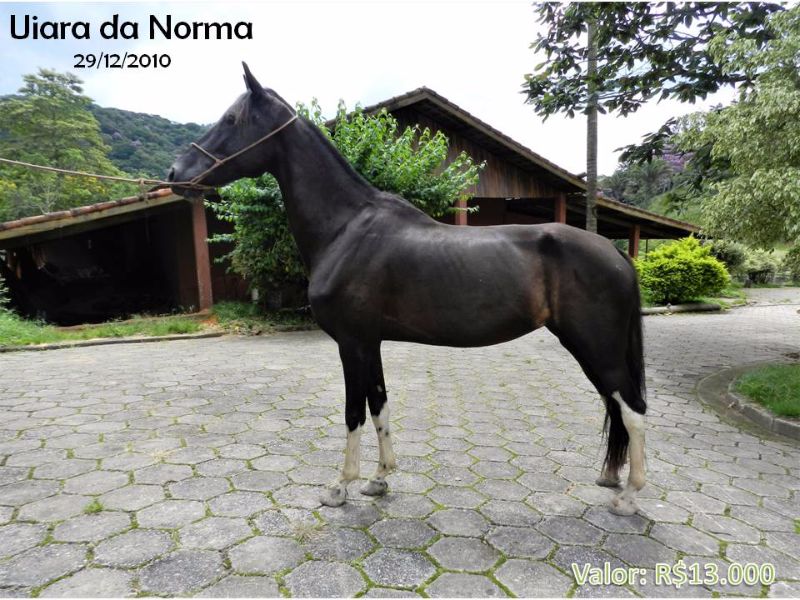 UIARA DA NORMA
