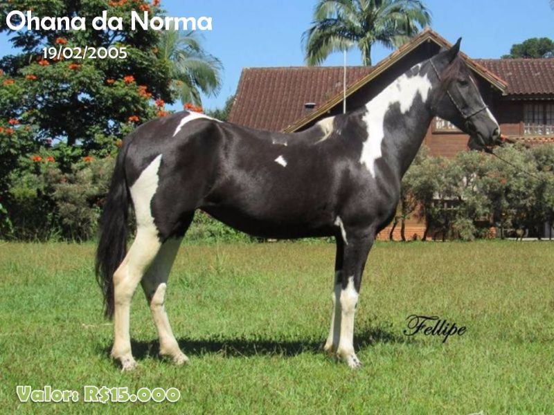 OHANA DA NORMA