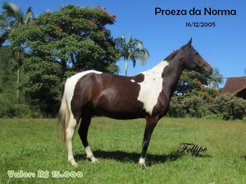 PROEZA DA NORMA