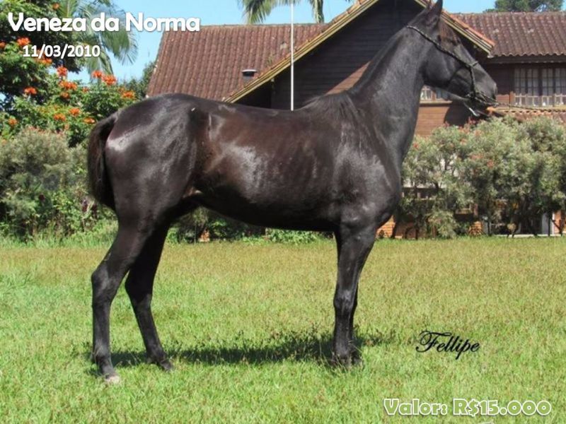 TAINA DA NORMA