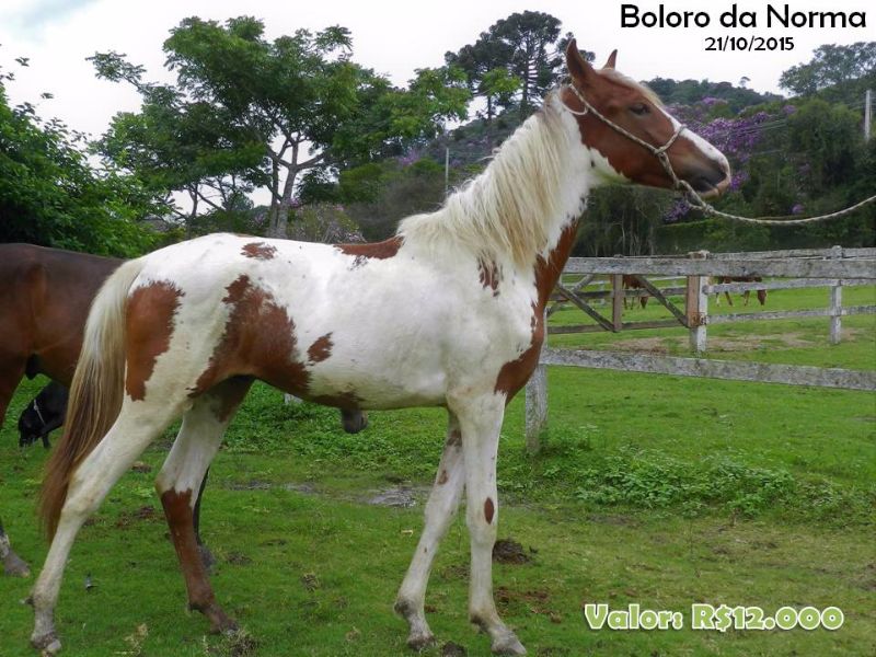 BOLORO DA NORMA