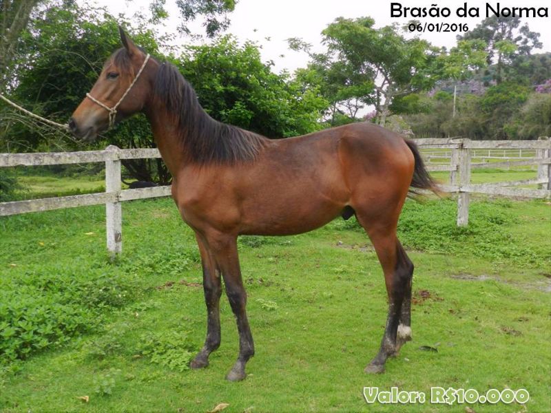 BRASÃO DA NORMA