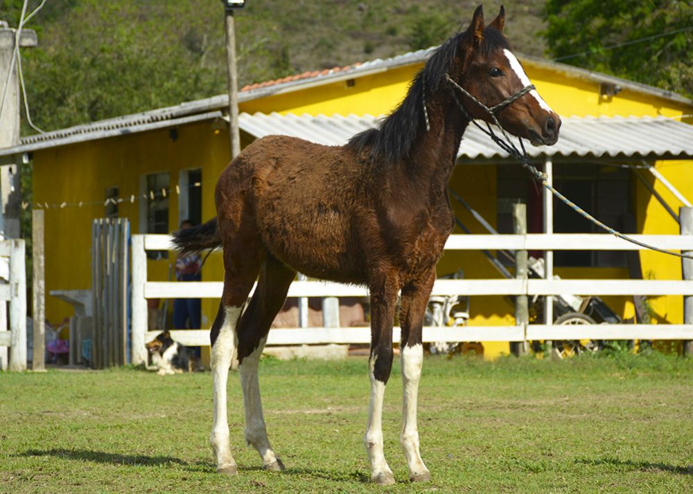 GLAUCO DJM